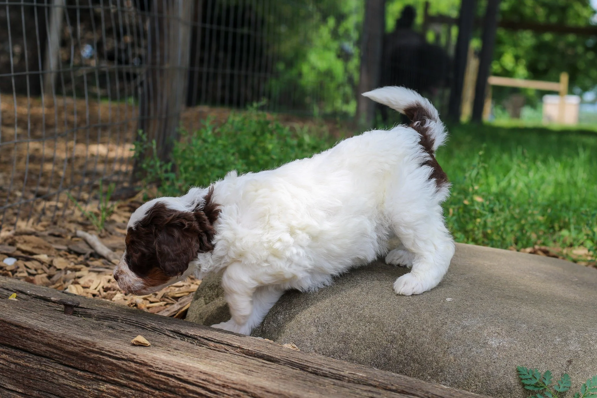 Sunday - Chocolate Parti F1b Bernedoodle Female Puppy | Illinois